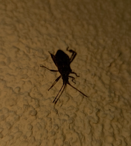 Western Conifer Seed Bug