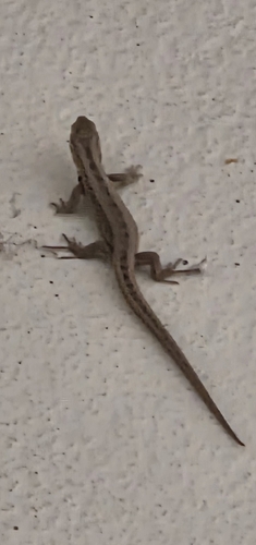 Sand Lizard