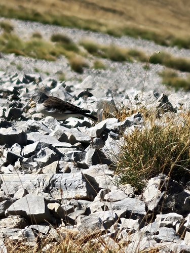 White-winged Snowfinch
