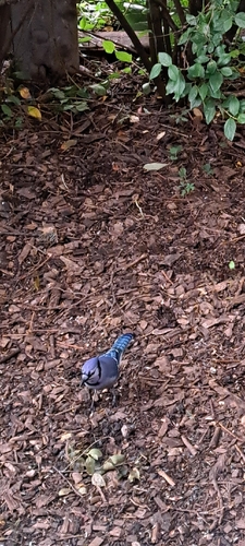 Blue Jay