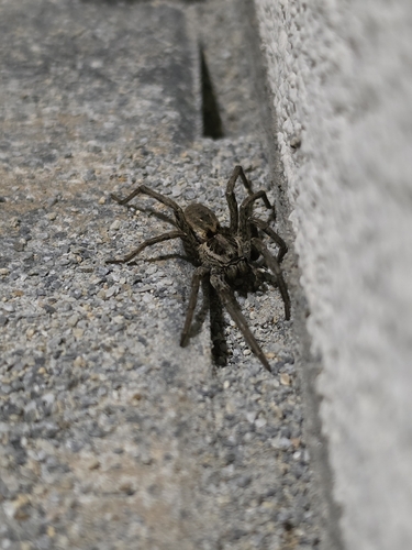 Radiated Wolf Spider