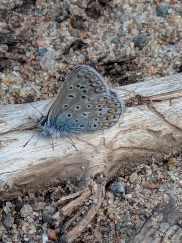 Common Blue