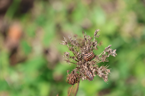 European Striped Shield Bug