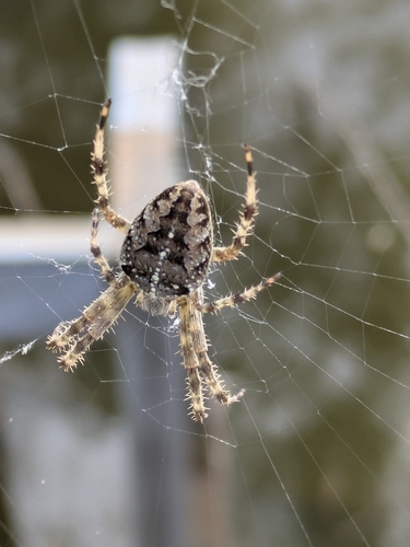 Cross Orbweaver
