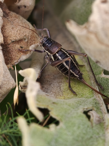 Italian Pygmy Saddle Bush-cricket