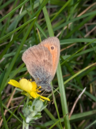 Small Heath