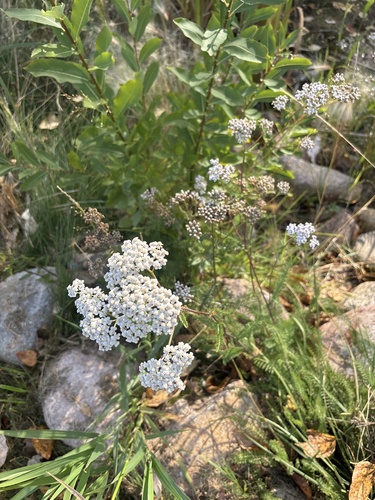 common yarrow