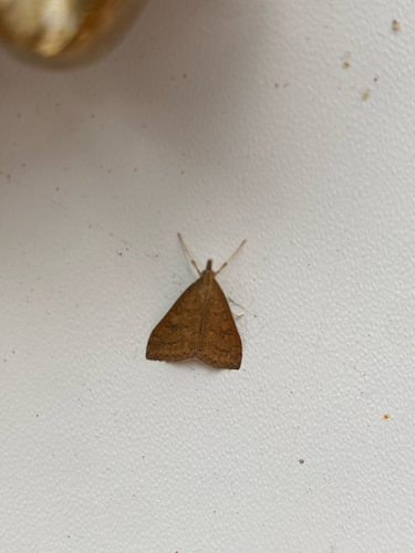Celery Leaftier Moth