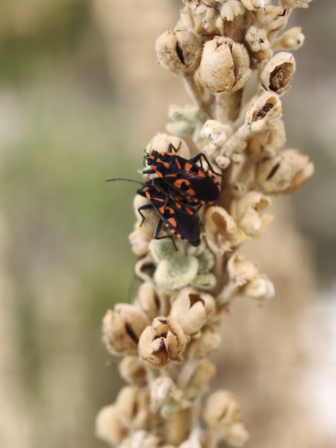 Spilostethus saxatilis