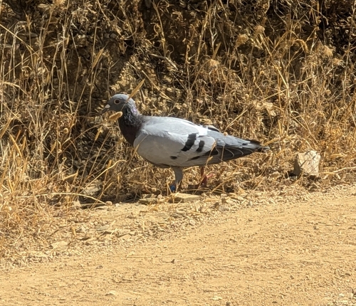 Feral Pigeon