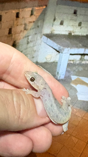 Common Four-clawed Gecko