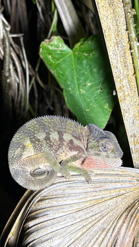Panther Chameleon