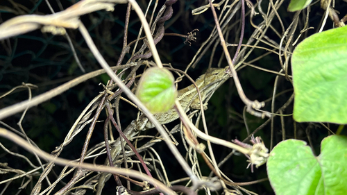 Indian Garden Lizard