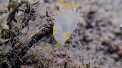 Four-lined Polycera