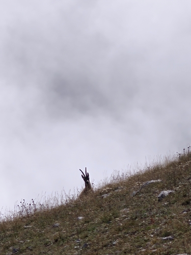 Apennine Chamois