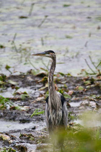 Great Blue Heron