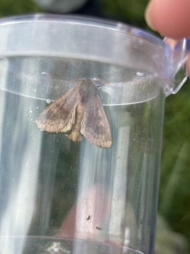 Bronzed Cutworm Moth