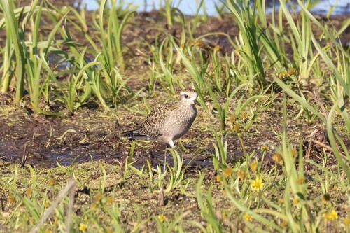 American Golden-Plover