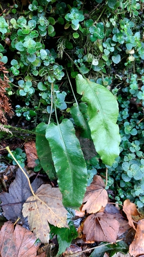 Hart's-tongue fern