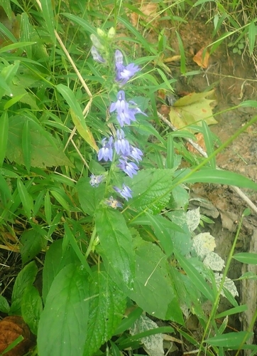 great blue lobelia