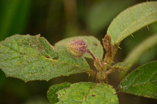 Solanum polytrichum