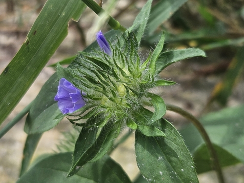 Hairy cluster-vine