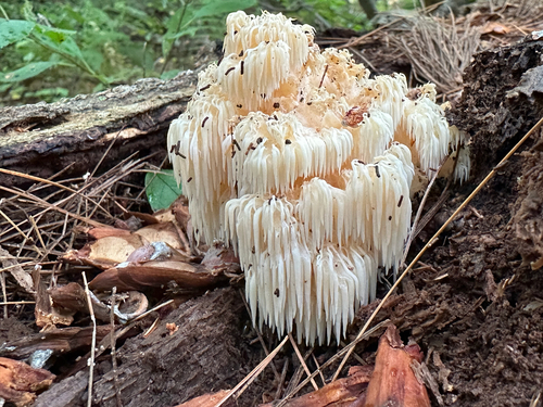 Bear's Head Tooth