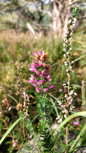 Bell Heather