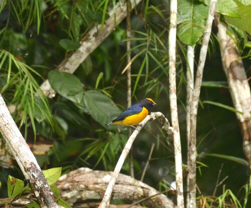 Orange-bellied Euphonia