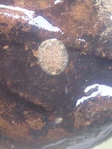 Herrick's Water Penny Beetle