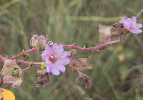 Narrowleaf Four o'Clock