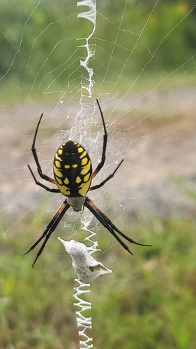 Yellow Garden Spider