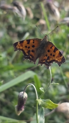 European Comma