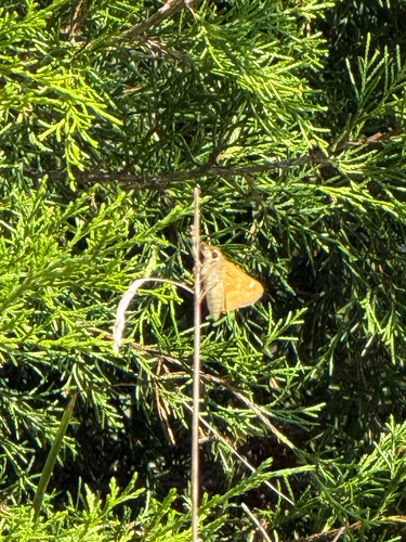 Huron Skipper