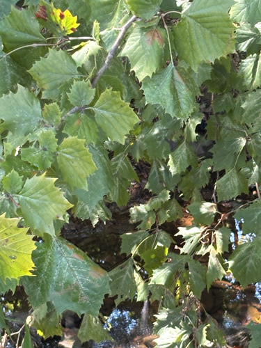 American sycamore