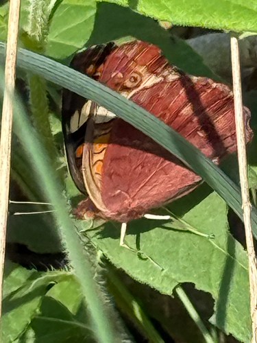 Common Buckeye