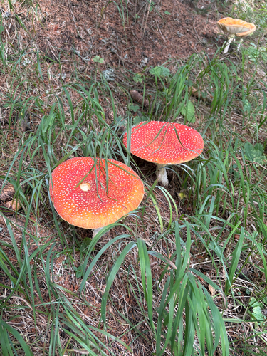 Fly Agaric