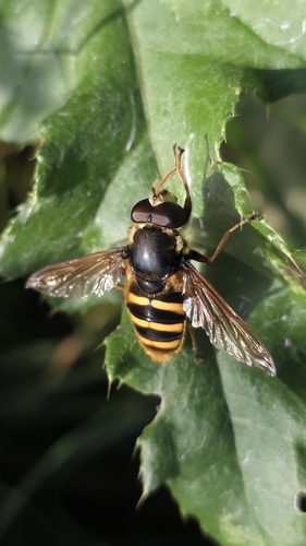 Yellow-barred Peat Hover Fly