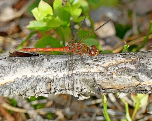 Common Darter