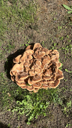Giant Polypore