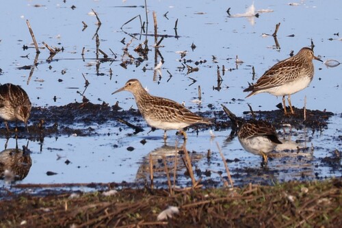 Pectoral Sandpiper