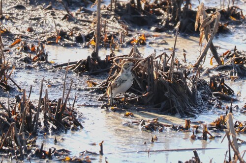 Lapland Longspur