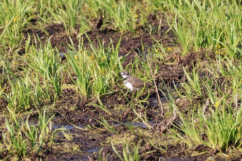 Killdeer