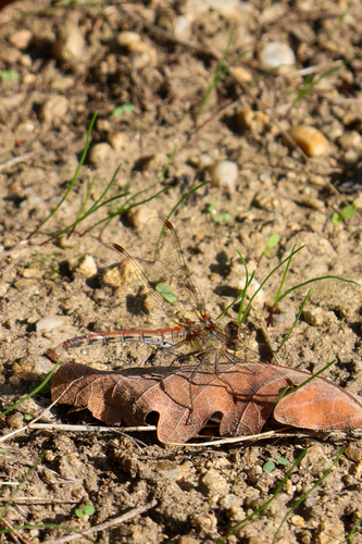 Common Darter