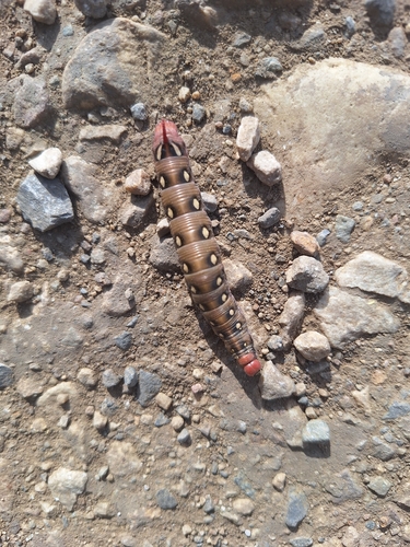 Bedstraw Hawkmoth
