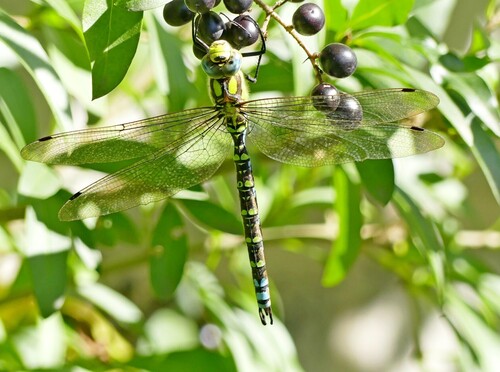 Southern Hawker