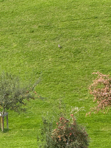 Common Buzzard