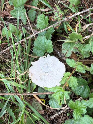 Sweetbread Mushroom