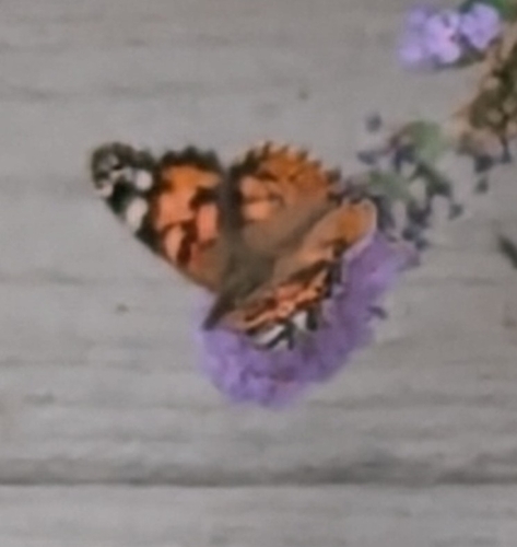 Painted Lady