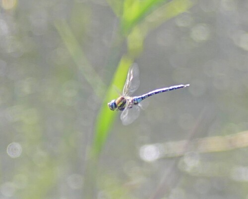 Migrant Hawker